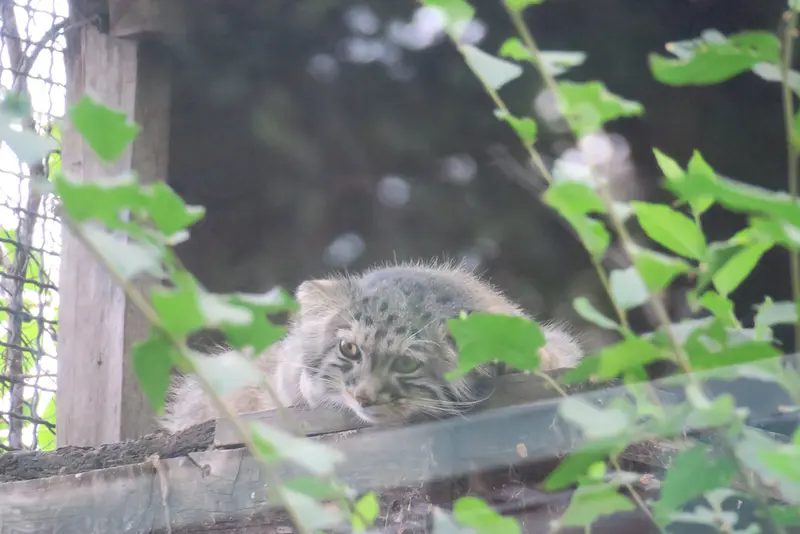 ブダペスト動物園・植物園のボリス Ⅱの写真