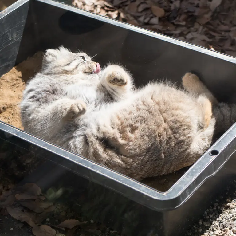 埼玉県こども動物自然公園のロータスの写真