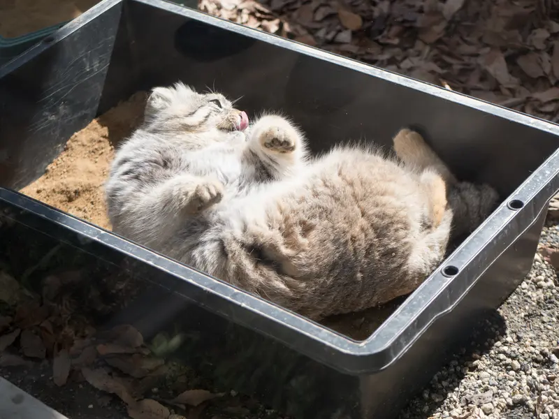 埼玉県こども動物自然公園のロータスの写真