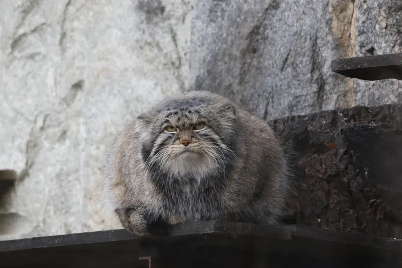 モスクワ動物園のティモフェイの写真