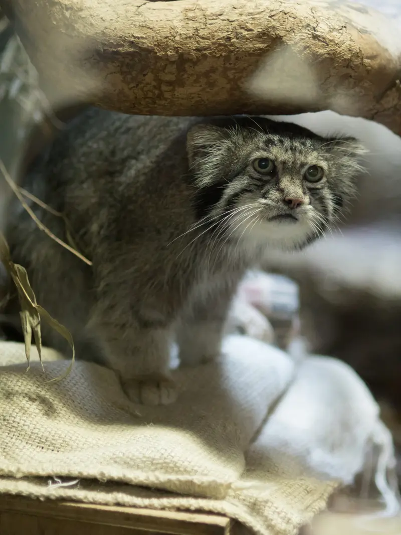 恩賜上野動物園のクリョンの写真