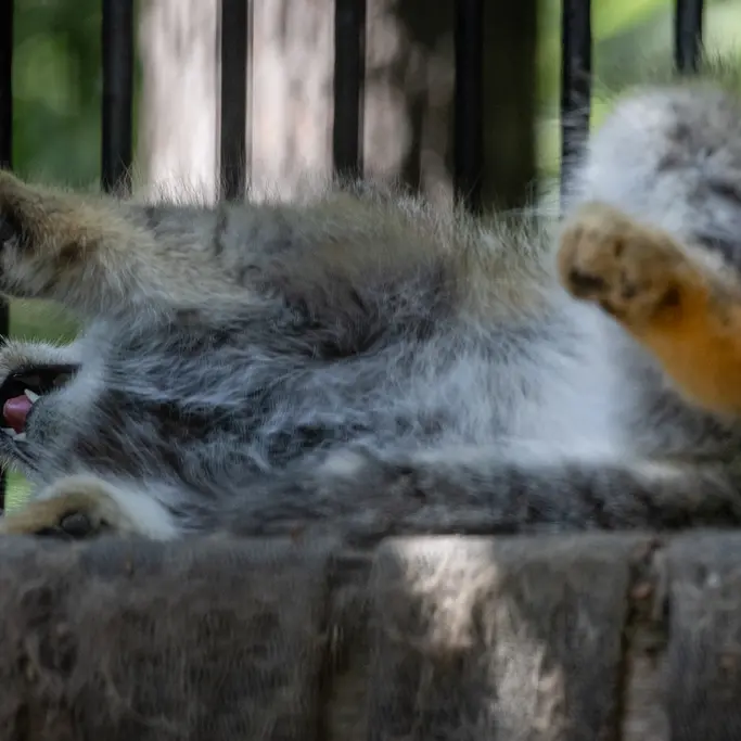 ノヴォシビルスク動物園のシルヴェスターの写真