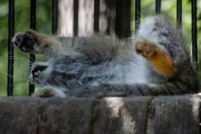 ノヴォシビルスク動物園のシルヴェスターの写真
