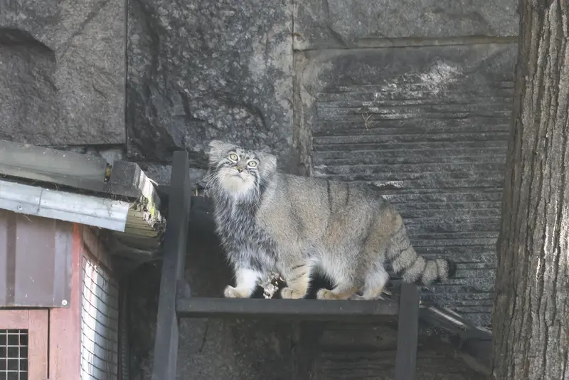 モスクワ動物園のティモフェイの写真