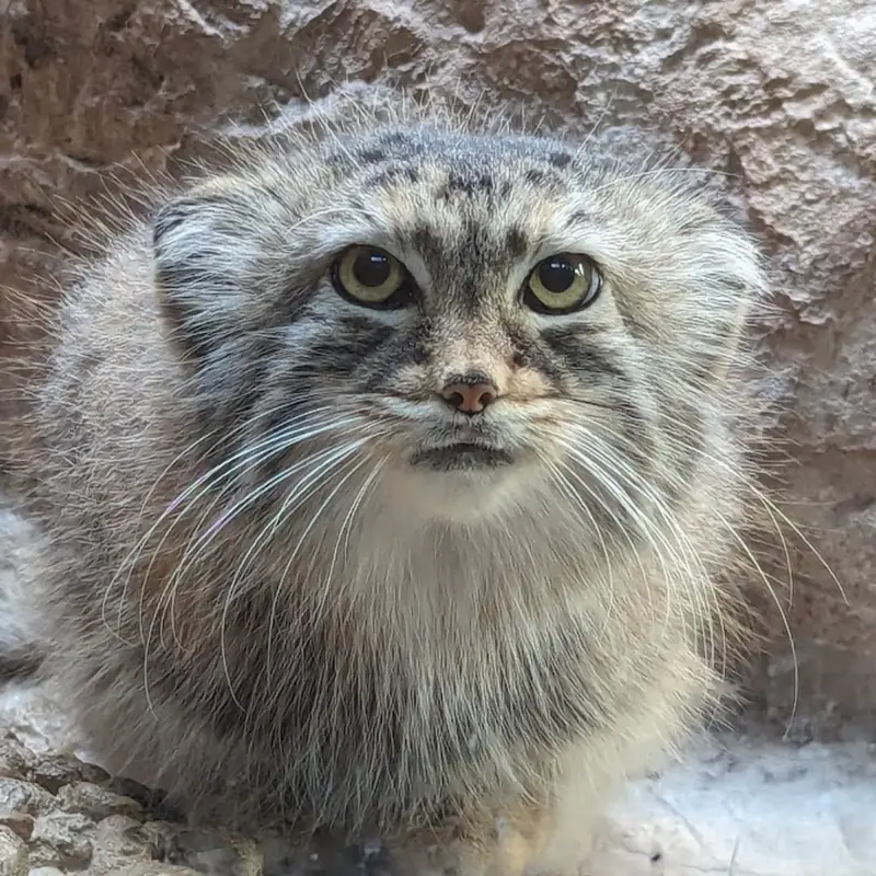 バーミンガム動物園のミーシャの写真