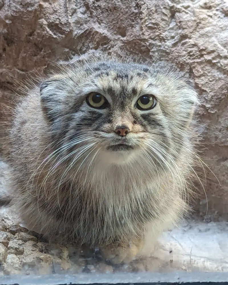 バーミンガム動物園のミーシャの写真