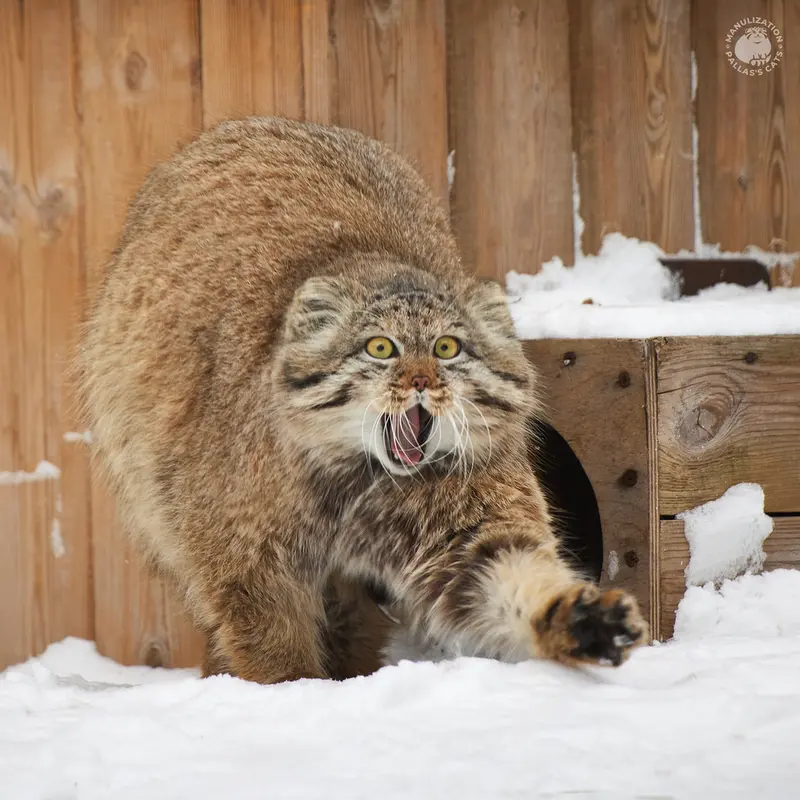 ノヴォシビルスク動物園のペペの写真