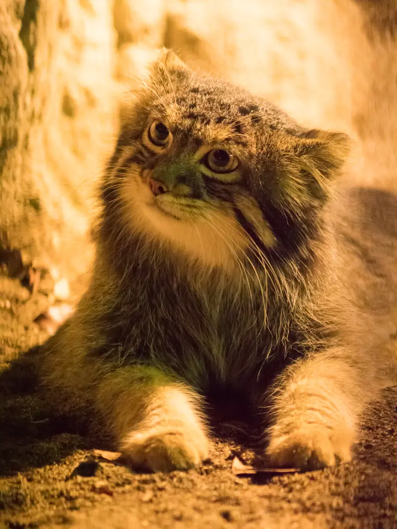 野毛山動物園のフィーガの写真