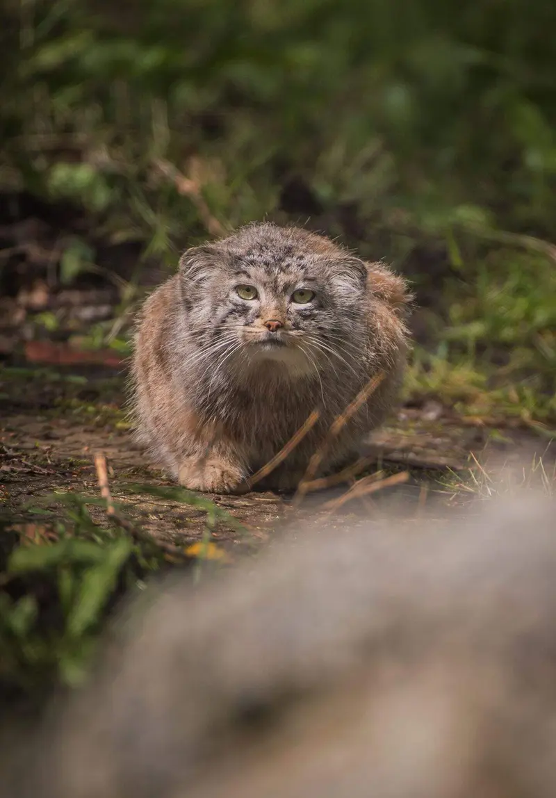 チェスター動物園のマヌルネコの写真