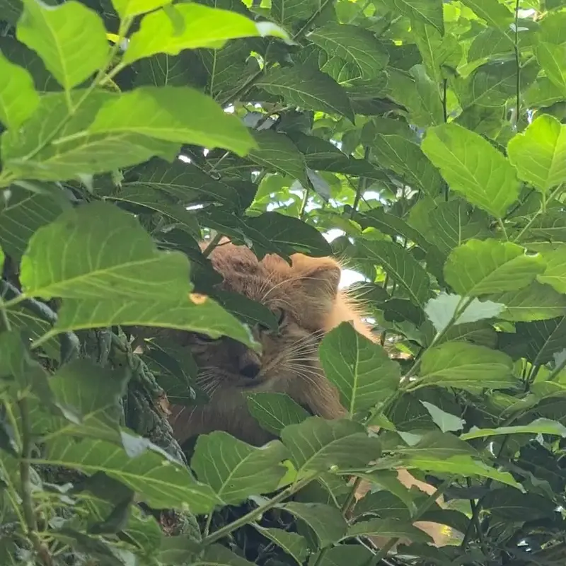 エレバン動物園のマヌルネコの写真