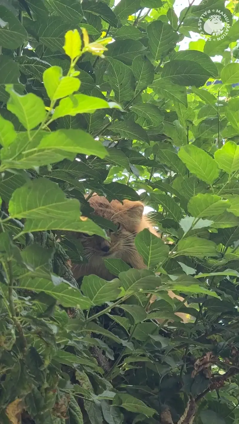 エレバン動物園のマヌルネコの写真