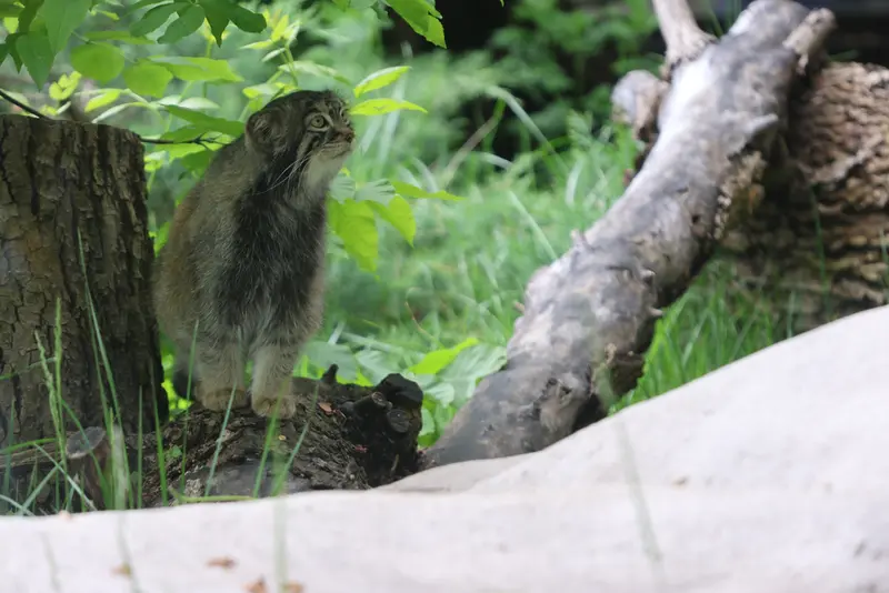 モスクワ動物園のティモフェイの写真