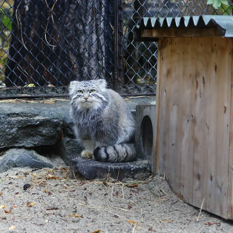ノヴォシビルスク動物園のルフの写真