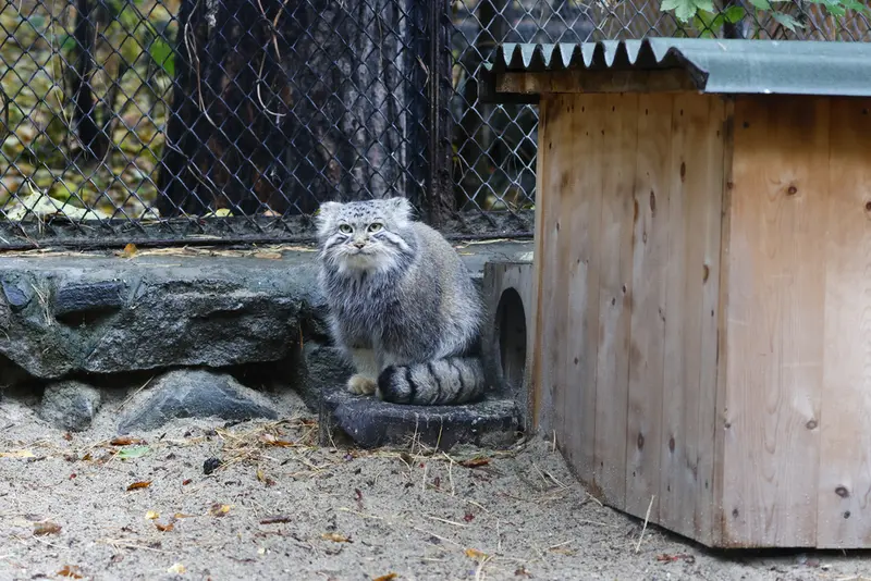 ノヴォシビルスク動物園のルフの写真