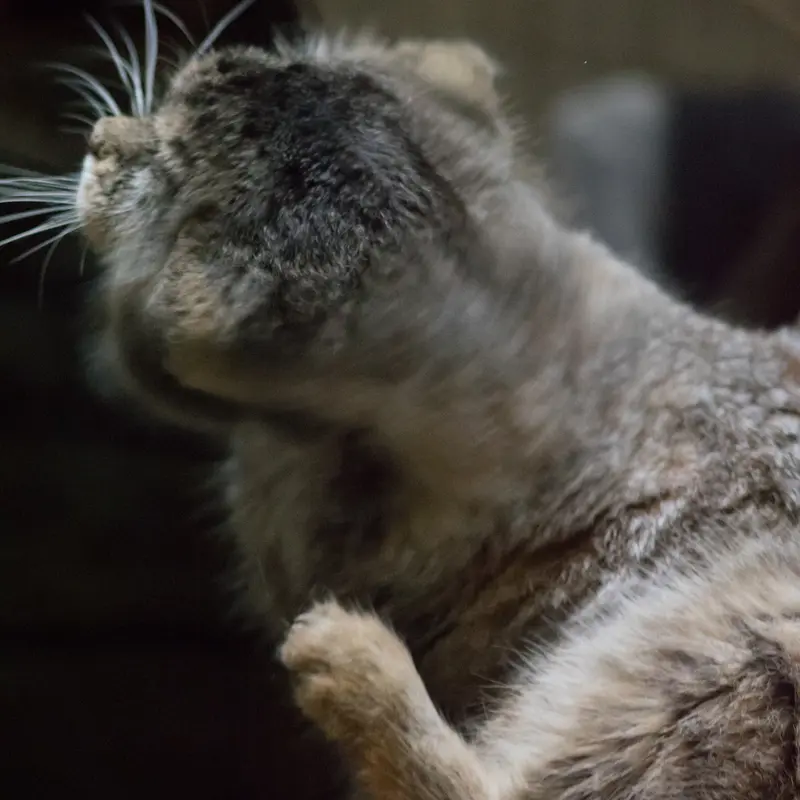 Ueno Zoological Gardensのプリームラの写真