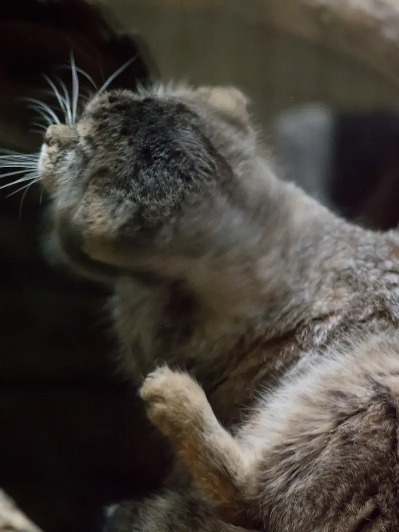 恩賜上野動物園のプリームラの写真