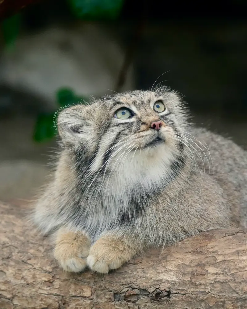 神戸どうぶつ王国のアズの写真