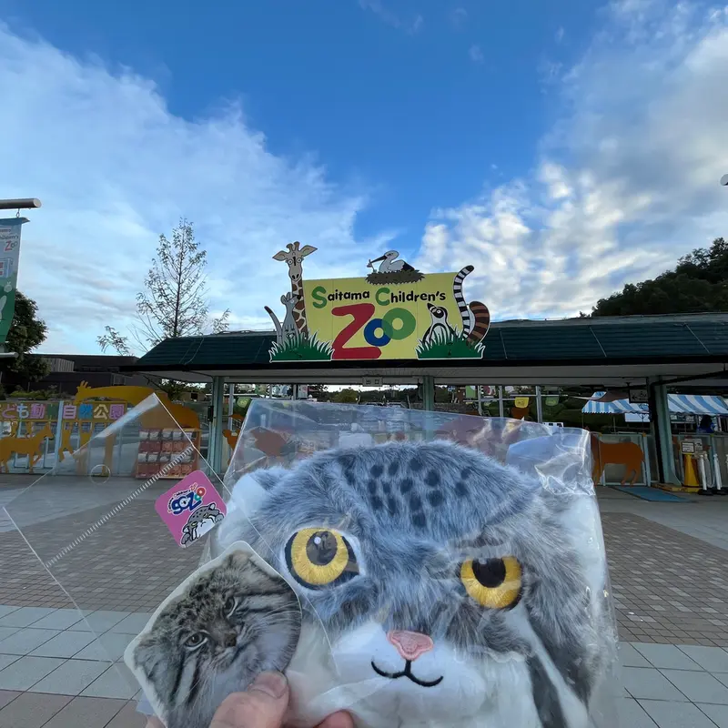 埼玉県こども動物自然公園のマヌルネコの写真