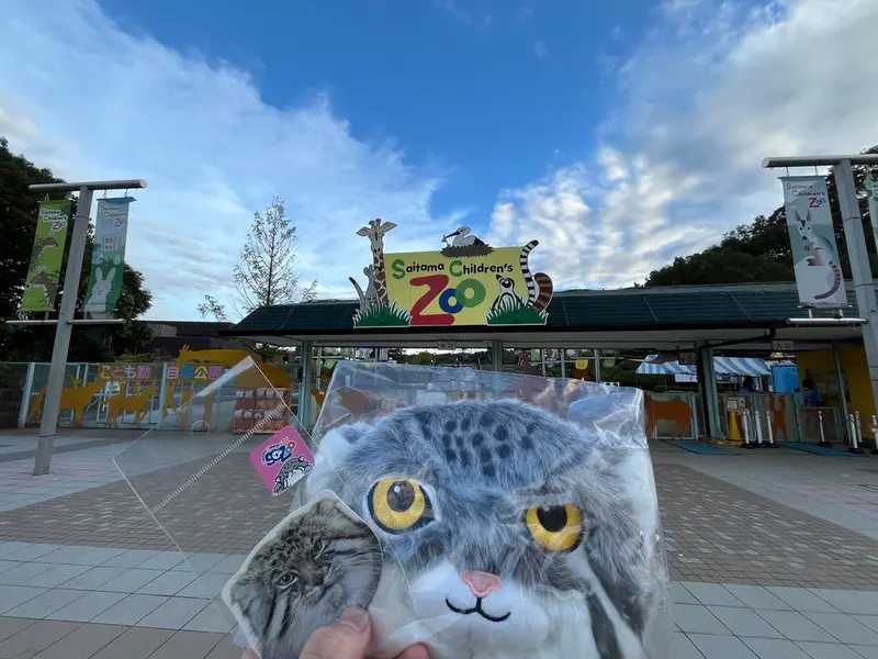 埼玉県こども動物自然公園のマヌルネコの写真