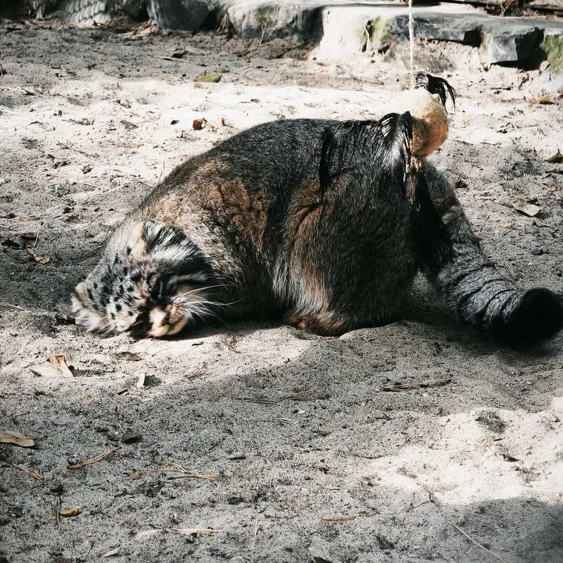 ノヴォシビルスク動物園のジョージの写真