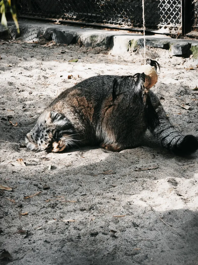 ノヴォシビルスク動物園のジョージの写真