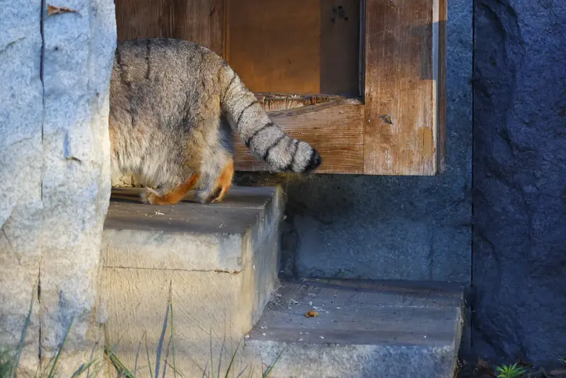 モスクワ動物園のティモフェイの写真
