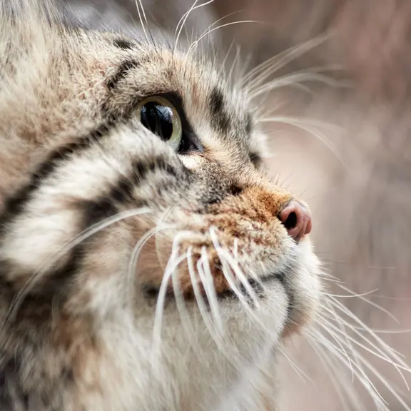 ノヴォシビルスク動物園のゼレノゴルスクの写真