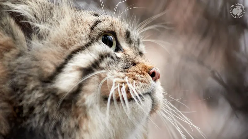 ノヴォシビルスク動物園のゼレノゴルスクの写真