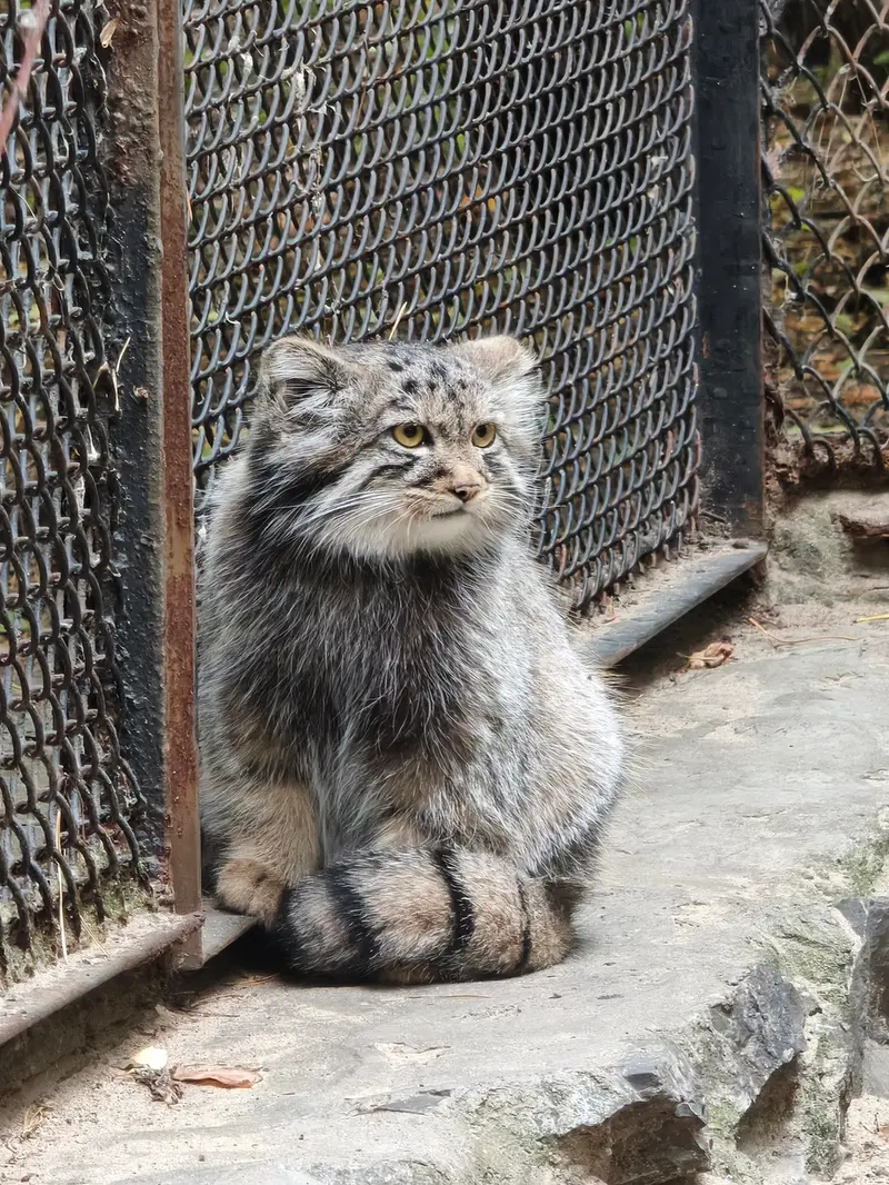 ノヴォシビルスク動物園のマヌルネコの写真