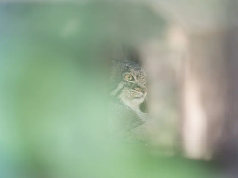 野毛山動物園のフィーガの写真