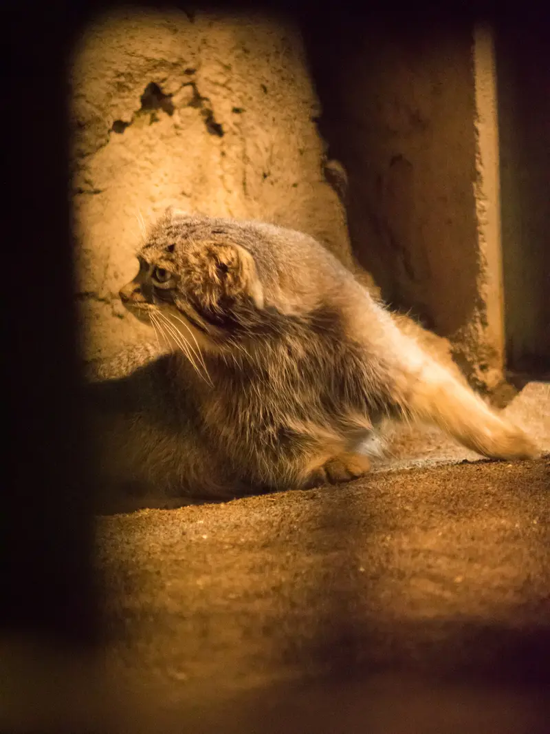 野毛山動物園のフィーガの写真