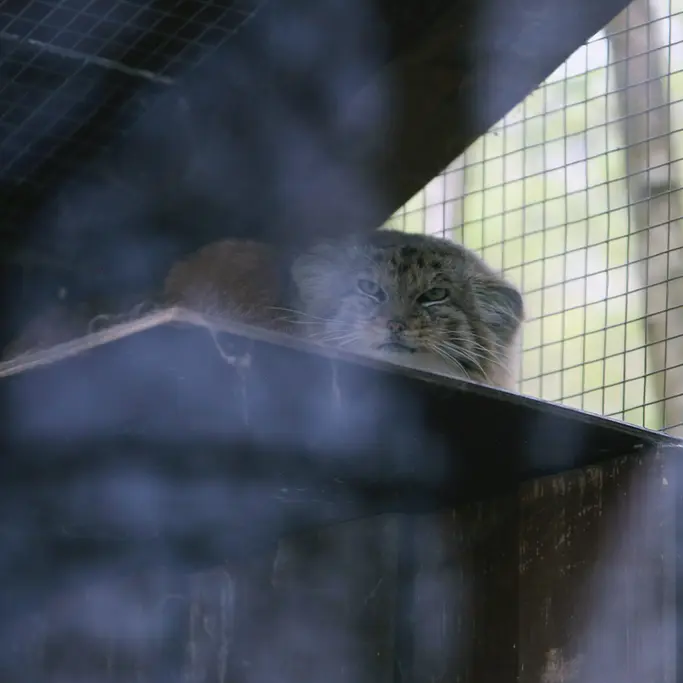 コシツェ動物園のアラニの写真