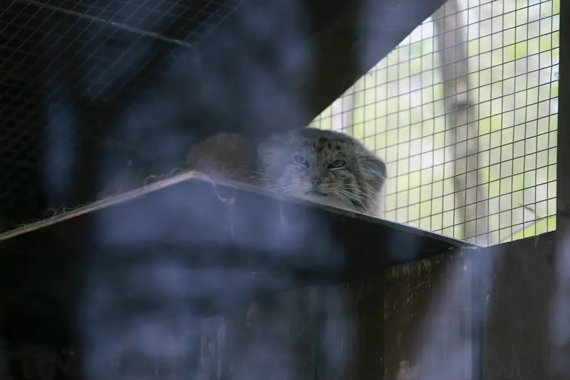 コシツェ動物園のアラニの写真