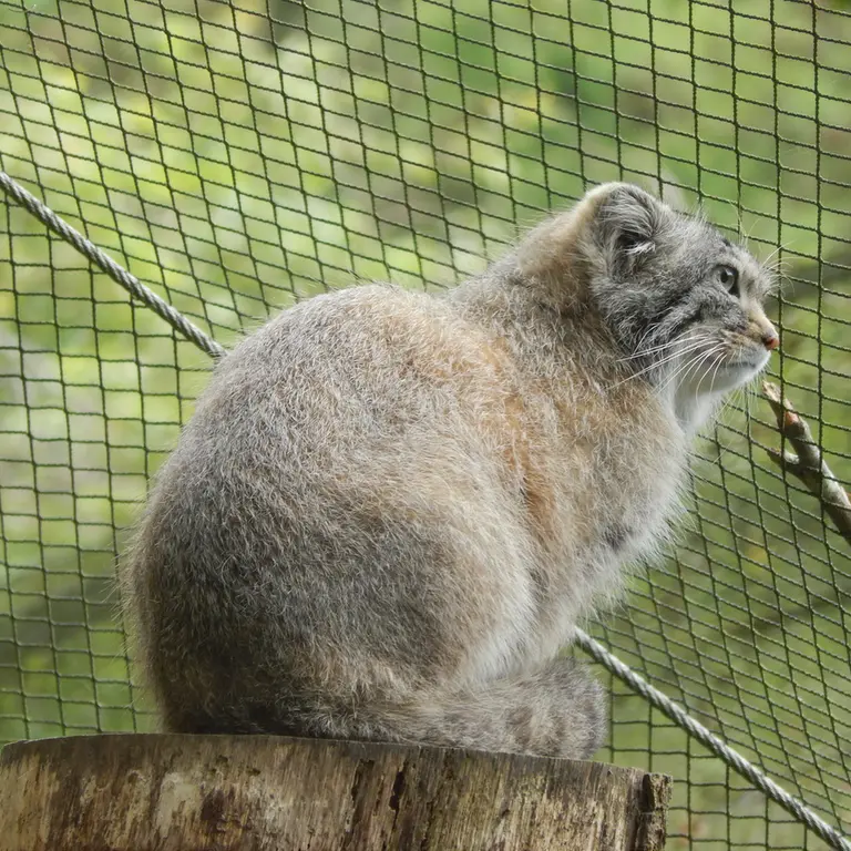 トレゴムール動物園のアルタイの写真