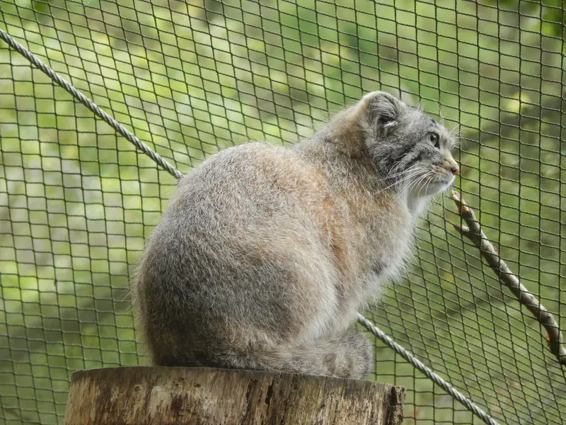 トレゴムール動物園のアルタイの写真