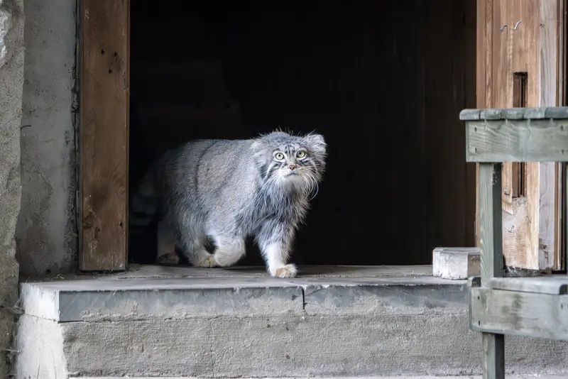 モスクワ動物園のティモフェイの写真
