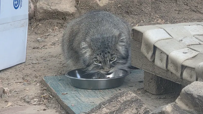 マヌルネコの写真