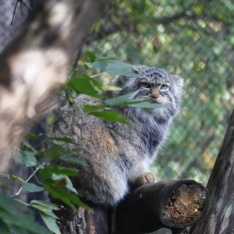ノヴォシビルスク動物園のゾーシャの写真