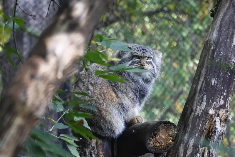 ノヴォシビルスク動物園のゾーシャの写真