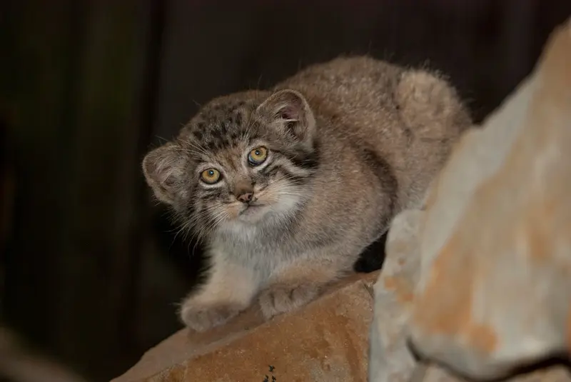 クラクフ動物園のエルデネ Ⅳ の息子（2016年生まれ）の写真