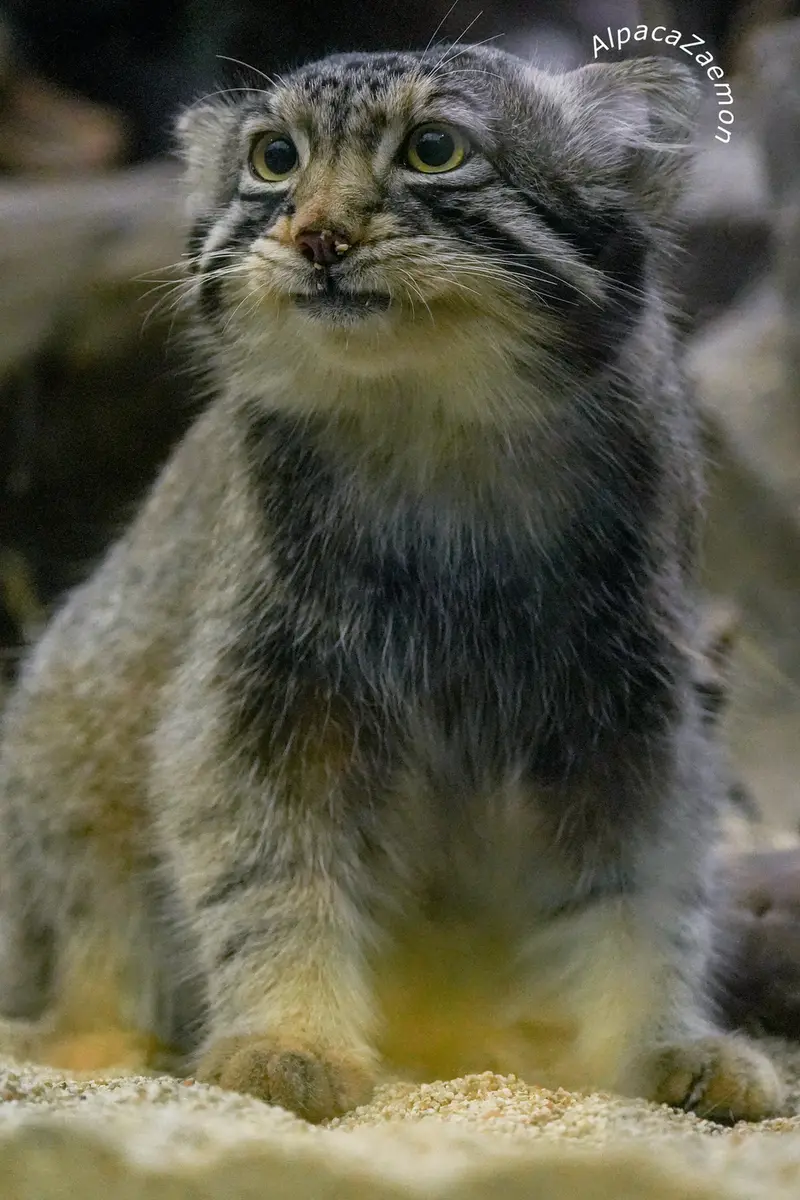 神戸どうぶつ王国のナゴムの写真