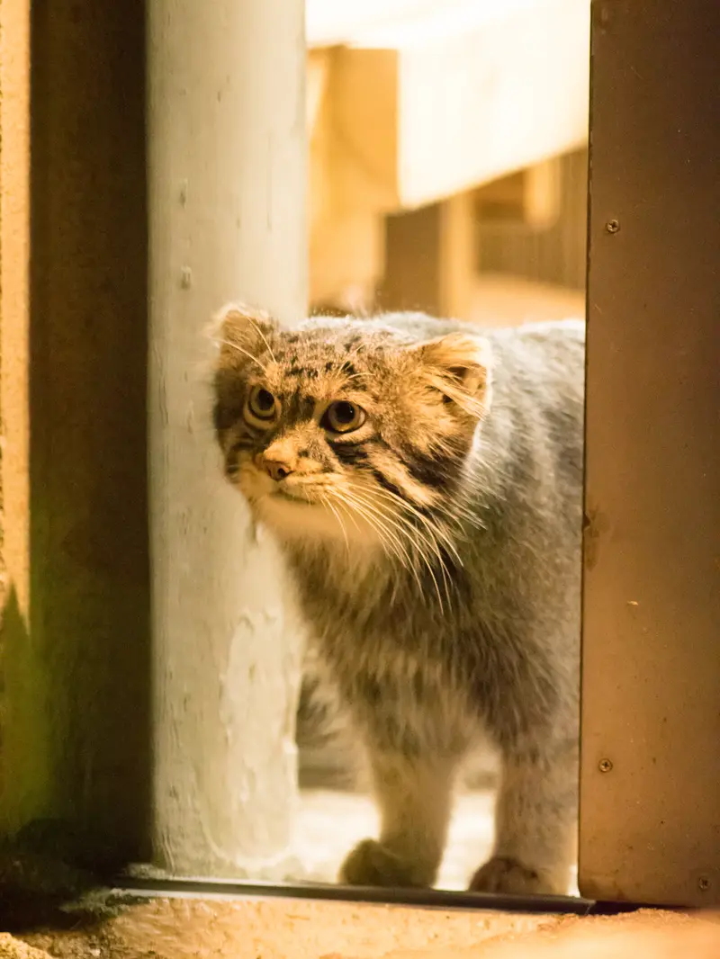 野毛山動物園のフィーガの写真