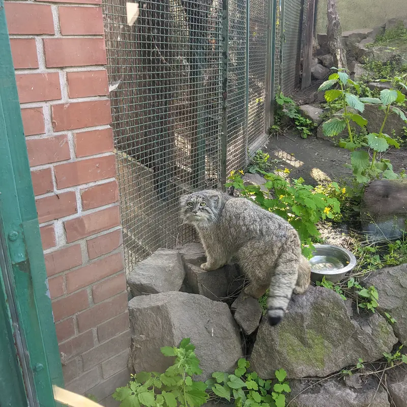 ブダペスト動物園・植物園のボフスの写真
