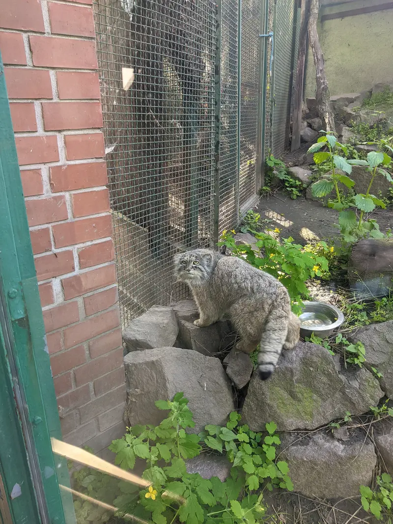 ブダペスト動物園・植物園のボフスの写真
