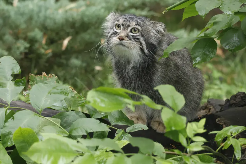 モスクワ動物園のティモフェイの写真