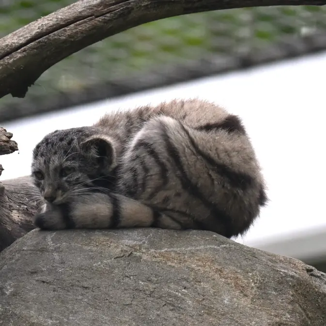 コルケアサーリ動物園のサイミの写真