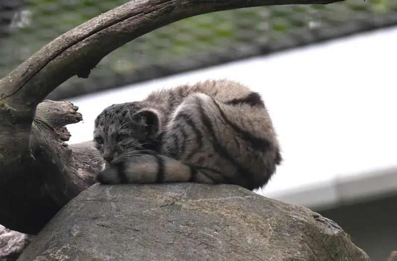 コルケアサーリ動物園のサイミの写真