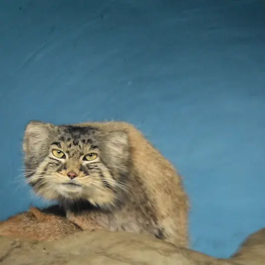 シンシナティ動物園のマヌルネコの写真