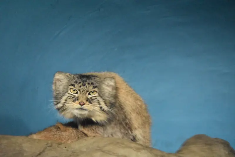 シンシナティ動物園のマヌルネコの写真