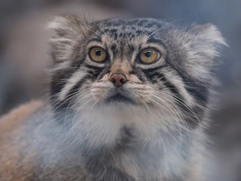 旭山動物園のグルーシャの写真